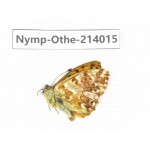 Boloria sp. China, Qinghai, Haixi, Dulan county, Mt.Buerhanbudashan. 1M. Nymp-Othe-214015.