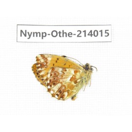 Boloria sp. China, Qinghai, Haixi, Dulan county, Mt.Buerhanbudashan. 1M. Nymp-Othe-214015.