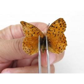 Boloria sp. China, Qinghai, Haixi, Dulan county, Mt.Buerhanbudashan. 1M. Nymp-Othe-214015.