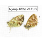 Boloria sp. China, Qinghai, Haixi, Tianjun county, Mt.Guanjiaoshan. 1P. Nymp-Othe-213199.