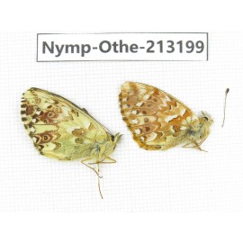 Boloria sp. China, Qinghai, Haixi, Tianjun county, Mt.Guanjiaoshan. 1P. Nymp-Othe-213199.