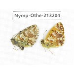 Boloria sp. China, Qinghai, Haixi, Tianjun county, Mt.Guanjiaoshan. 1P. Nymp-Othe-213204.