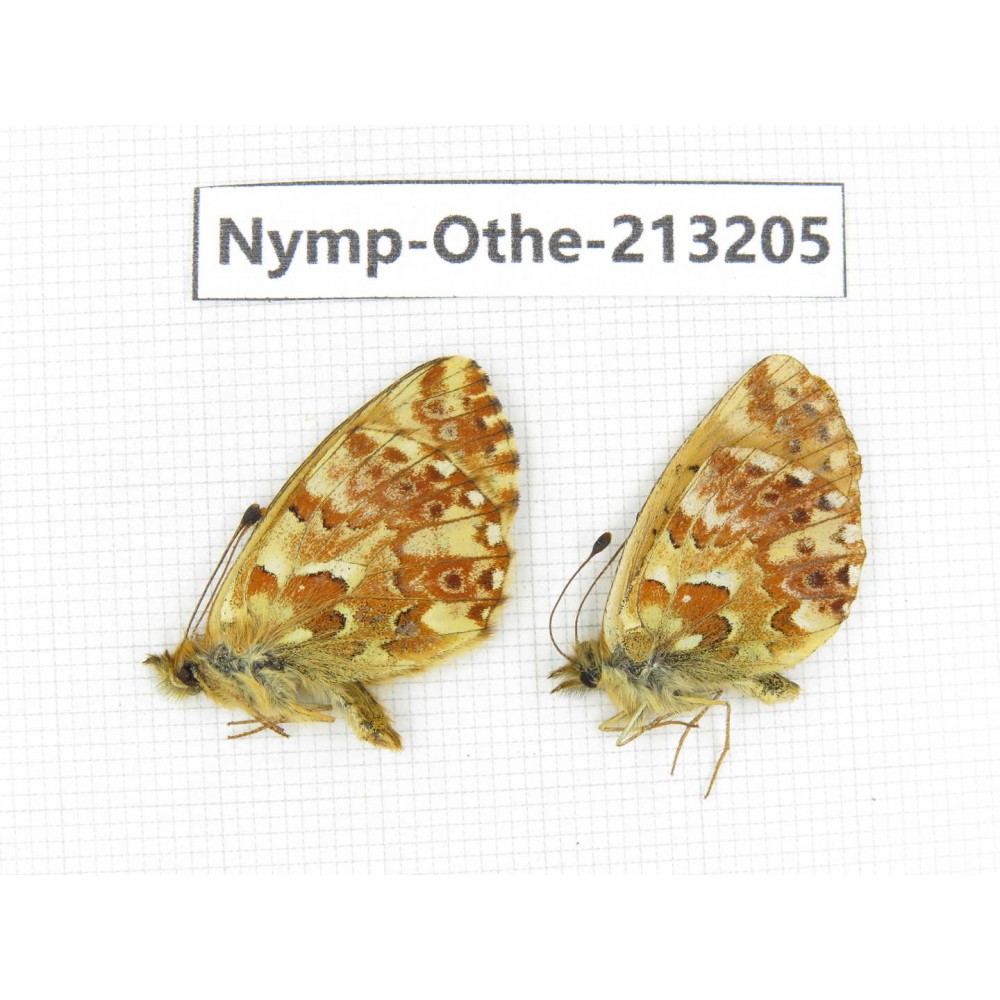 Boloria sp. China, Qinghai, Haixi, Tianjun county, Mt.Guanjiaoshan. 2M. Nymp-Othe-213205.