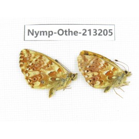 Boloria sp. China, Qinghai, Haixi, Tianjun county, Mt.Guanjiaoshan. 2M. Nymp-Othe-213205.