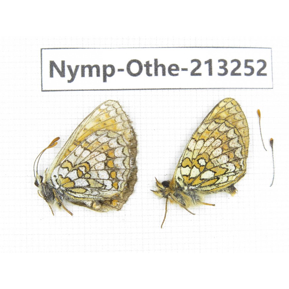 Melitaea sp. China, Qinghai, Haixi, Tianjun county, Mt.Guanjiaoshan. 2M. Nymp-Othe-213252.