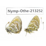 Melitaea sp. China, Qinghai, Haixi, Tianjun county, Mt.Guanjiaoshan. 2M. Nymp-Othe-213252.