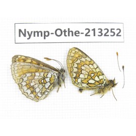 Melitaea sp. China, Qinghai, Haixi, Tianjun county, Mt.Guanjiaoshan. 2M. Nymp-Othe-213252.