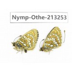 Melitaea sp. China, Qinghai, Haixi, Tianjun county, Mt.Guanjiaoshan. 2M. Nymp-Othe-213253.