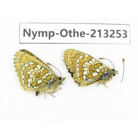 Melitaea sp. China, Qinghai, Haixi, Tianjun county, Mt.Guanjiaoshan. 2M. Nymp-Othe-213253.
