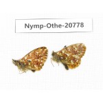 Boloria palina ssp. China, Qinghai, Qilian county, Ebao town, Biandukou. 2M. Nymp-Othe-20778.