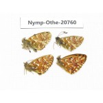 Boloria palina ssp. China, Qinghai, Qilian county, Mt.Niuxinshan. 4M. Nymp-Othe-20760.