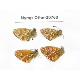 Boloria palina ssp. China, Qinghai, Qilian county, Mt.Niuxinshan. 4M. Nymp-Othe-20760.