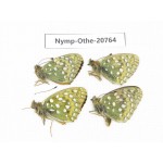 Speyeria aglaja ssp. China, Qinghai, Qilian county, Mt.Niuxinshan. 4M. Nymp-Othe-20764.
