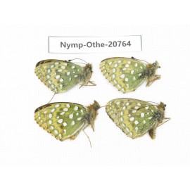 Speyeria aglaja ssp. China, Qinghai, Qilian county, Mt.Niuxinshan. 4M. Nymp-Othe-20764.