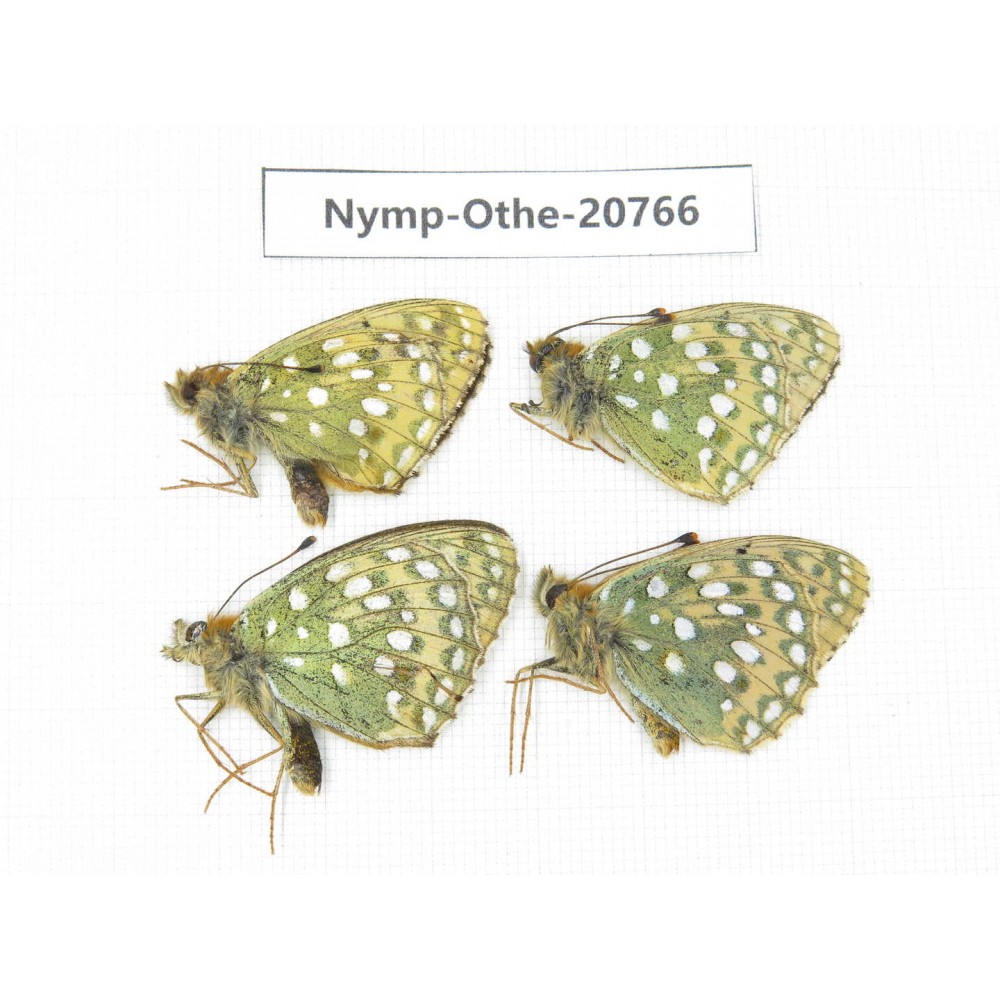 Speyeria aglaja ssp. China, Qinghai, Qilian county, Mt.Niuxinshan. 4M. Nymp-Othe-20766.