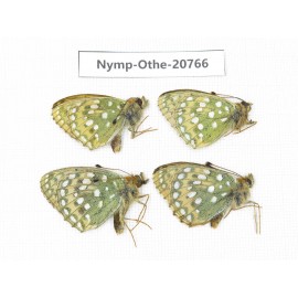 Speyeria aglaja ssp. China, Qinghai, Qilian county, Mt.Niuxinshan. 4M. Nymp-Othe-20766.