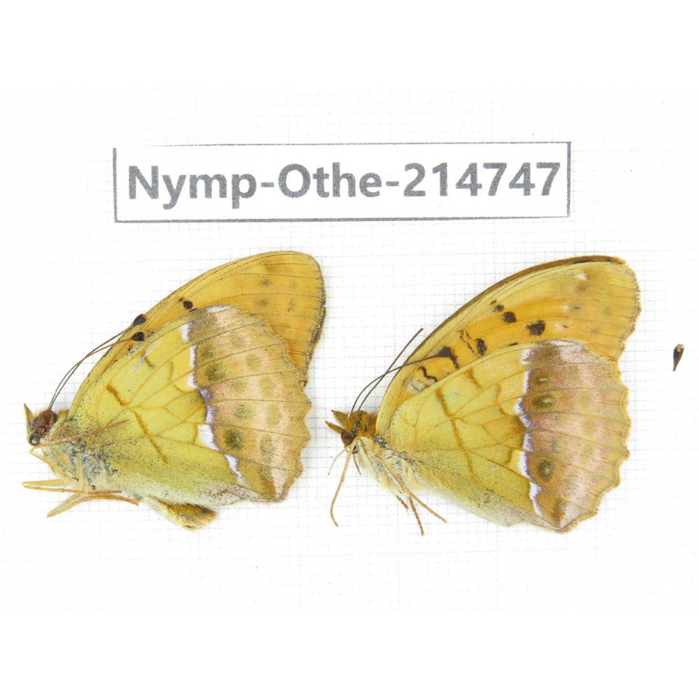 Argyronome laodice ssp. China, Qinghai, Xining, Pingan county, Sitaixiang town. 1P. Nymp-Othe-214747.