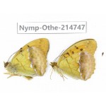 Argyronome laodice ssp. China, Qinghai, Xining, Pingan county, Sitaixiang town. 1P. Nymp-Othe-214747.