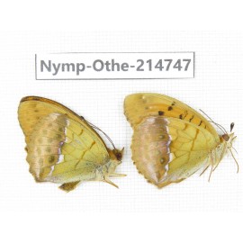 Argyronome laodice ssp. China, Qinghai, Xining, Pingan county, Sitaixiang town. 1P. Nymp-Othe-214747.