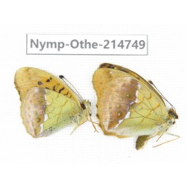 Argyronome laodice ssp. China, Qinghai, Xining, Pingan county, Sitaixiang town. 1P. Nymp-Othe-214749.