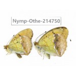 Argyronome laodice ssp. China, Qinghai, Xining, Pingan county, Sitaixiang town. 1P. Nymp-Othe-214750.