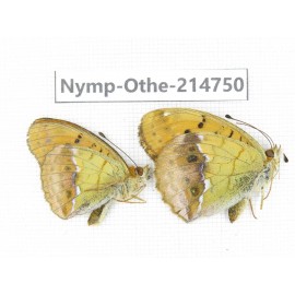 Argyronome laodice ssp. China, Qinghai, Xining, Pingan county, Sitaixiang town. 1P. Nymp-Othe-214750.