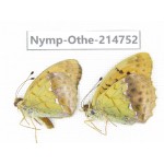 Argyronome laodice ssp. China, Qinghai, Xining, Pingan county, Sitaixiang town. 1P. Nymp-Othe-214752.