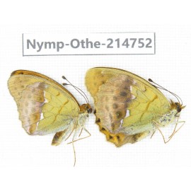 Argyronome laodice ssp. China, Qinghai, Xining, Pingan county, Sitaixiang town. 1P. Nymp-Othe-214752.