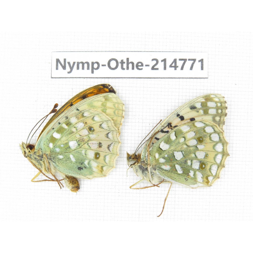 Fabriciana adippe ssp. China, Qinghai, Xining, Pingan county, Sitaixiang town. 1P. Nymp-Othe-214771.