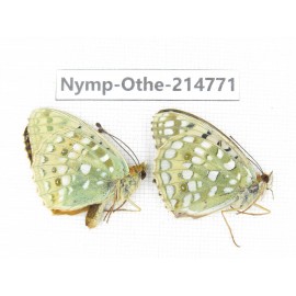 Fabriciana adippe ssp. China, Qinghai, Xining, Pingan county, Sitaixiang town. 1P. Nymp-Othe-214771.