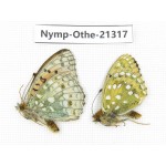 Soeyeria aglaja ssp & Fabriciana adippe ssp. China, Qinghai, Xining, Pingan county, Sitaixiang town. 2M. Nymp-Othe-21317.