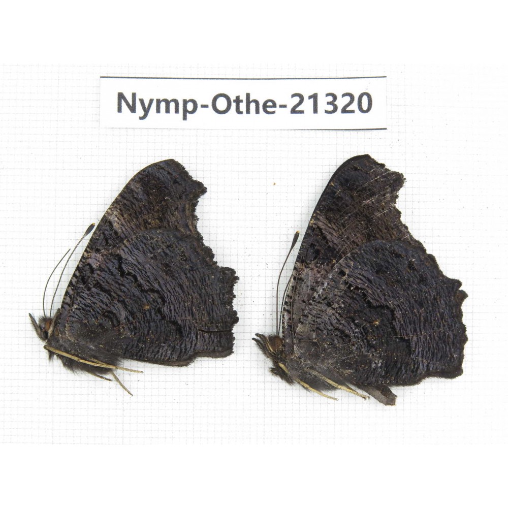 Inachis io. China, Qinghai, Xining, Pingan county, Sitaixiang town. 2M. Nymp-Othe-21320.