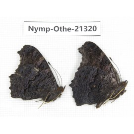 Inachis io. China, Qinghai, Xining, Pingan county, Sitaixiang town. 2M. Nymp-Othe-21320.