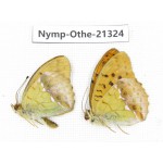 Argyronome laodice ssp. China, Qinghai, Xining, Pingan county, Sitaixiang town. 2M. Nymp-Othe-21324.