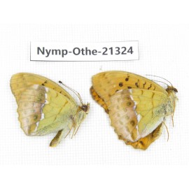 Argyronome laodice ssp. China, Qinghai, Xining, Pingan county, Sitaixiang town. 2M. Nymp-Othe-21324.