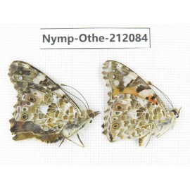 Vanessa cardui ssp. China, Qinghai, Xunhua county, Mt.Dalijiashan. 1P. Nymp-Othe-212084.