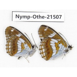 Limenitis doerriesi ssp. China, Shaanxi, Hanzhong, Liuba county. 2M. Nymp-Othe-21507.