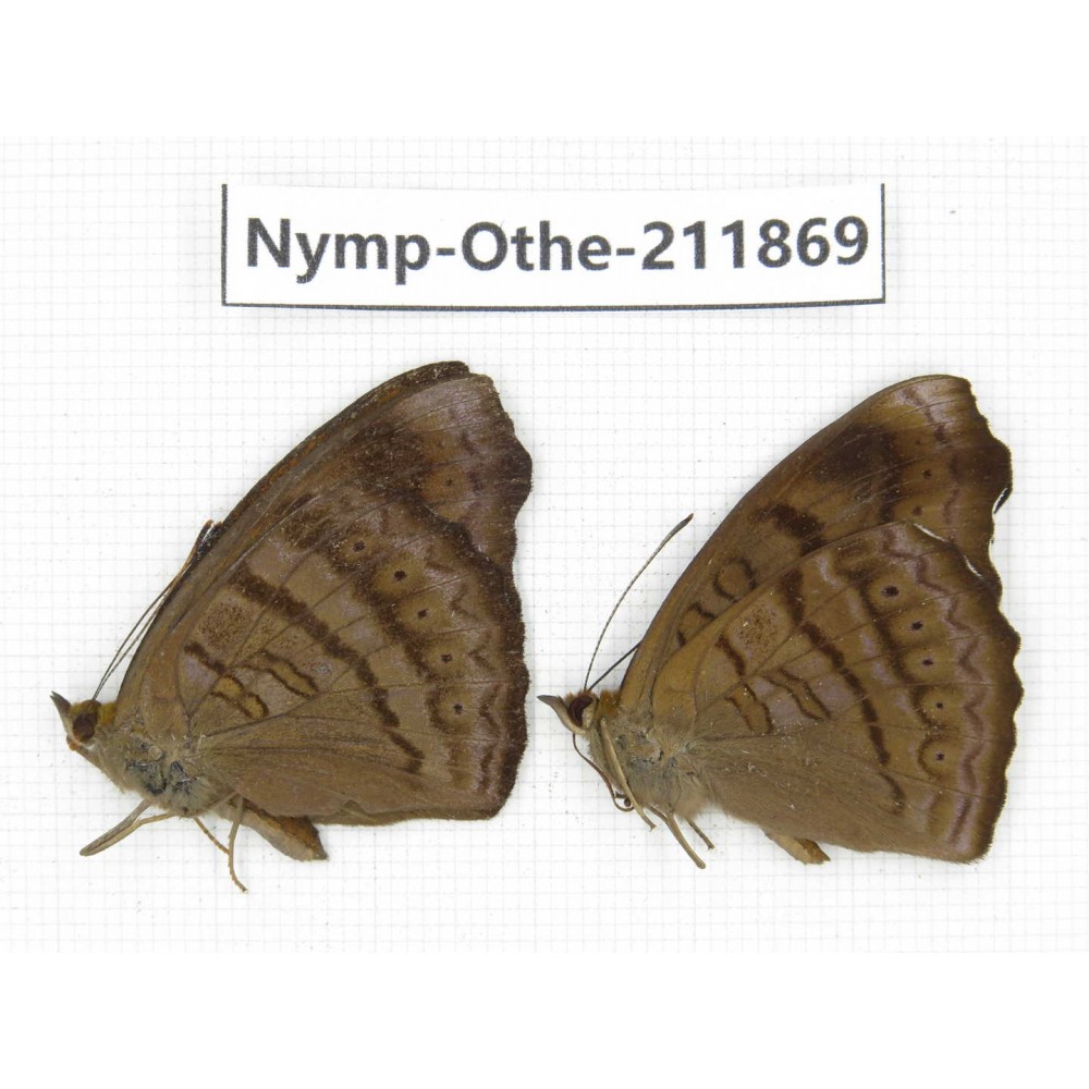 Pseudergolis wedah. China, Sichuan, Baoxing county. 2M. Nymp-Othe-211869.