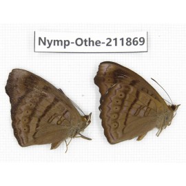 Pseudergolis wedah. China, Sichuan, Baoxing county. 2M. Nymp-Othe-211869.
