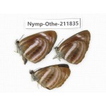 Neptis namba ssp. China,Sichuan, Baoxing county. 3M. Nymp-Othe-211835.