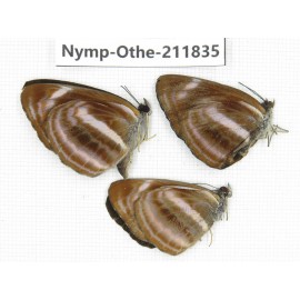 Neptis namba ssp. China,Sichuan, Baoxing county. 3M. Nymp-Othe-211835.