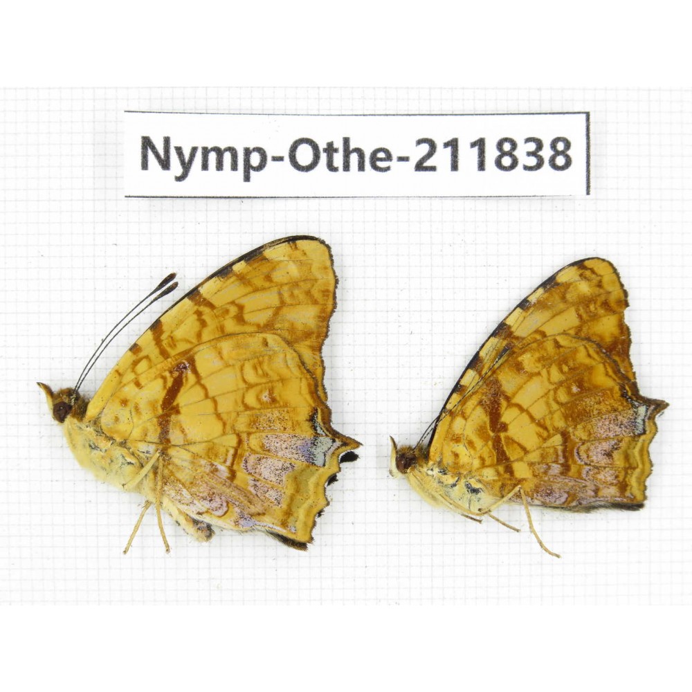 Symbrenthia liaea. China,Sichuan, Baoxing county. 2M. Nymp-Othe-211838.