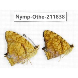 Symbrenthia liaea. China,Sichuan, Baoxing county. 2M. Nymp-Othe-211838.