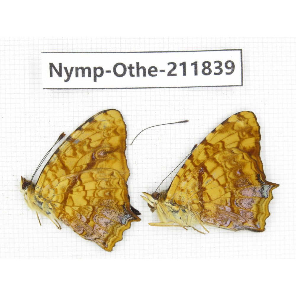 Symbrenthia liaea. China,Sichuan, Baoxing county. 2M. Nymp-Othe-211839.
