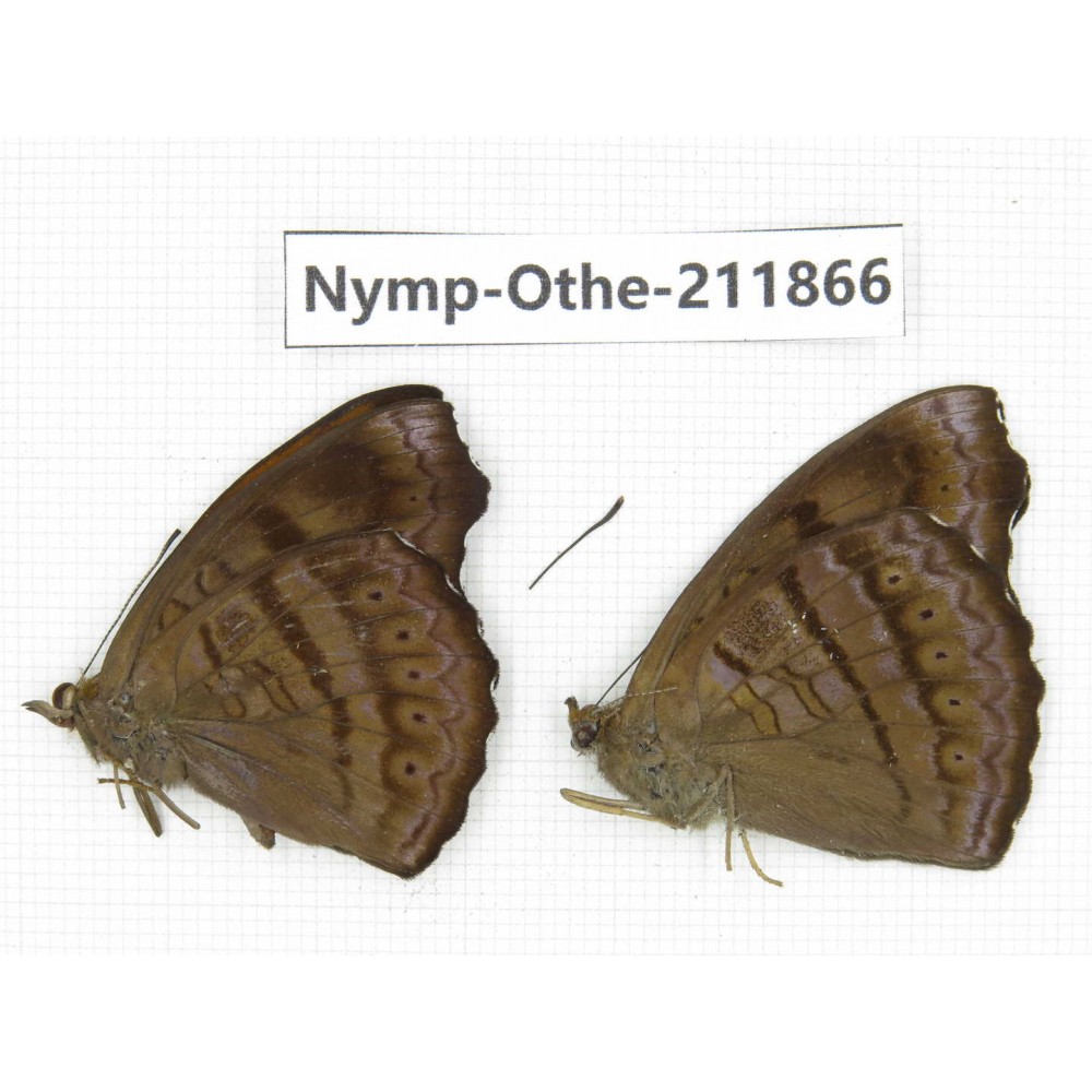 Pseudergolis wedah. China,Sichuan, Baoxing county. 2M. Nymp-Othe-211866.