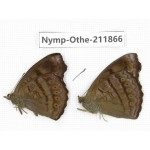 Pseudergolis wedah. China,Sichuan, Baoxing county. 2M. Nymp-Othe-211866.