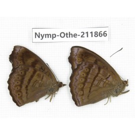 Pseudergolis wedah. China,Sichuan, Baoxing county. 2M. Nymp-Othe-211866.
