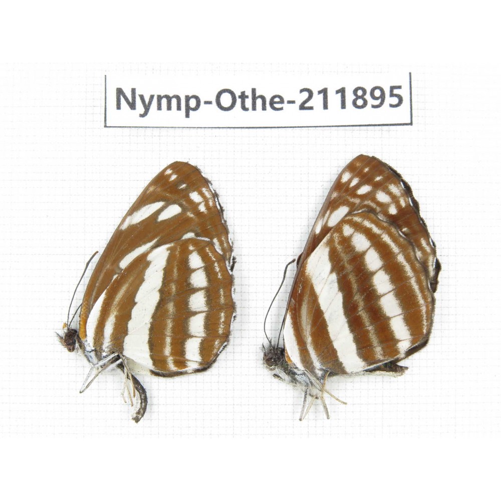 Neptis hylas ssp. China,Sichuan, Baoxing county. 2M. Nymp-Othe-211895.