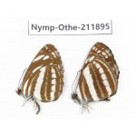 Neptis hylas ssp. China,Sichuan, Baoxing county. 2M. Nymp-Othe-211895.