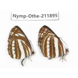 Neptis hylas ssp. China,Sichuan, Baoxing county. 2M. Nymp-Othe-211895.